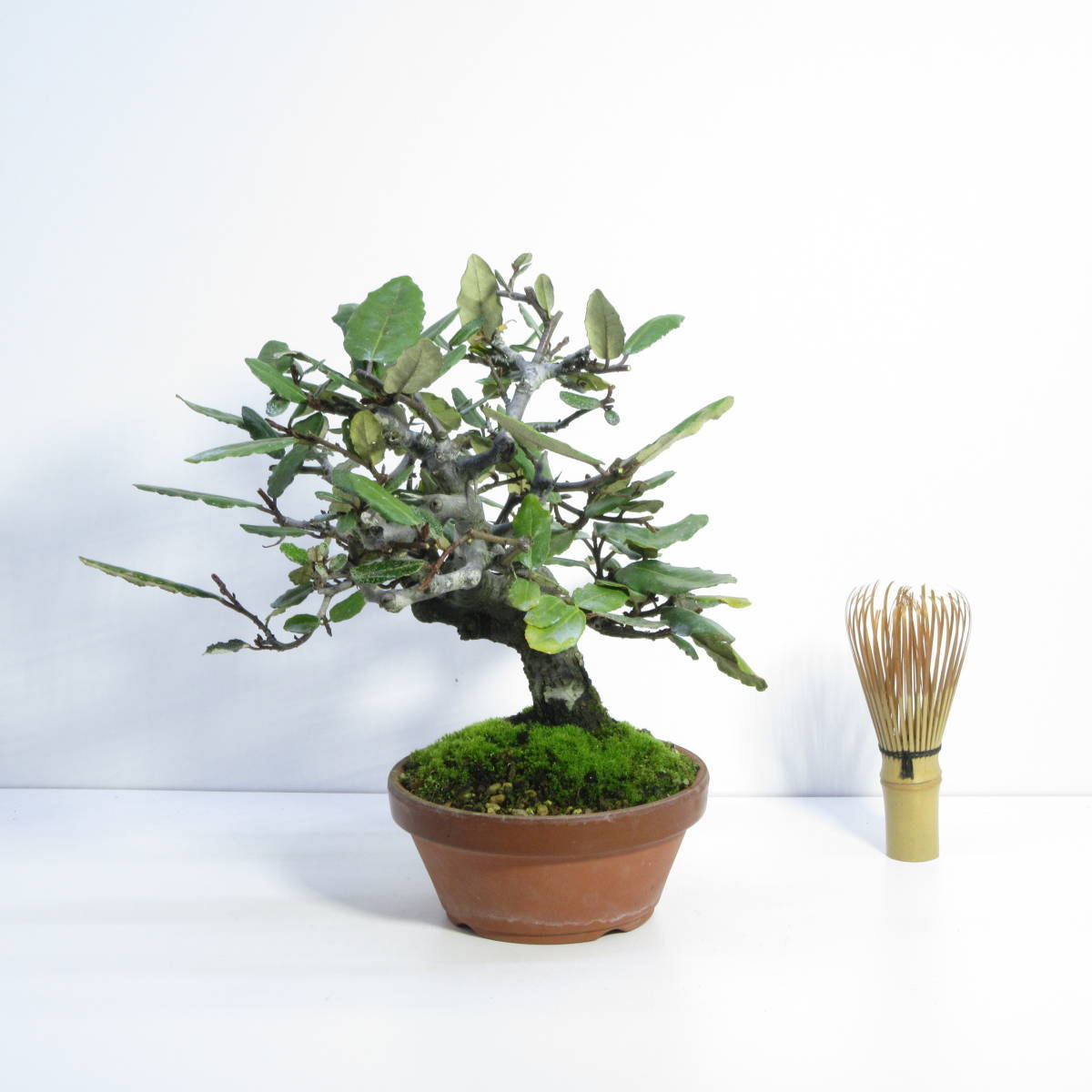 雑木 盆栽 盆栽 小品盆栽 実物盆栽 厳選盆栽素材 茱萸 グミ ぐみの木 盆栽 売買されたオークション情報 Yahooの商品情報をアーカイブ公開 オークファン Aucfan Com