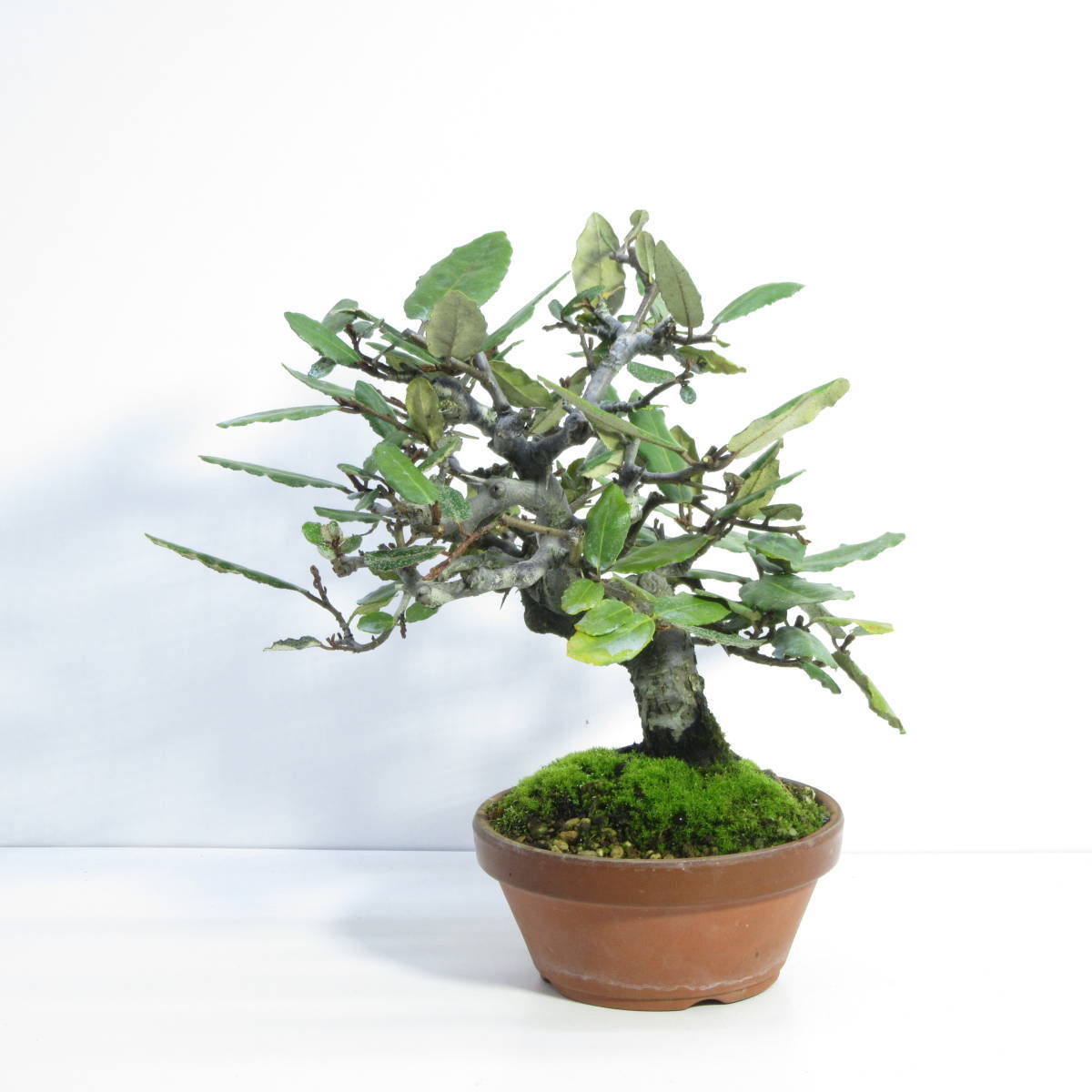 雑木 盆栽 盆栽 小品盆栽 実物盆栽 厳選盆栽素材 茱萸 グミ ぐみの木 盆栽 売買されたオークション情報 Yahooの商品情報をアーカイブ公開 オークファン Aucfan Com