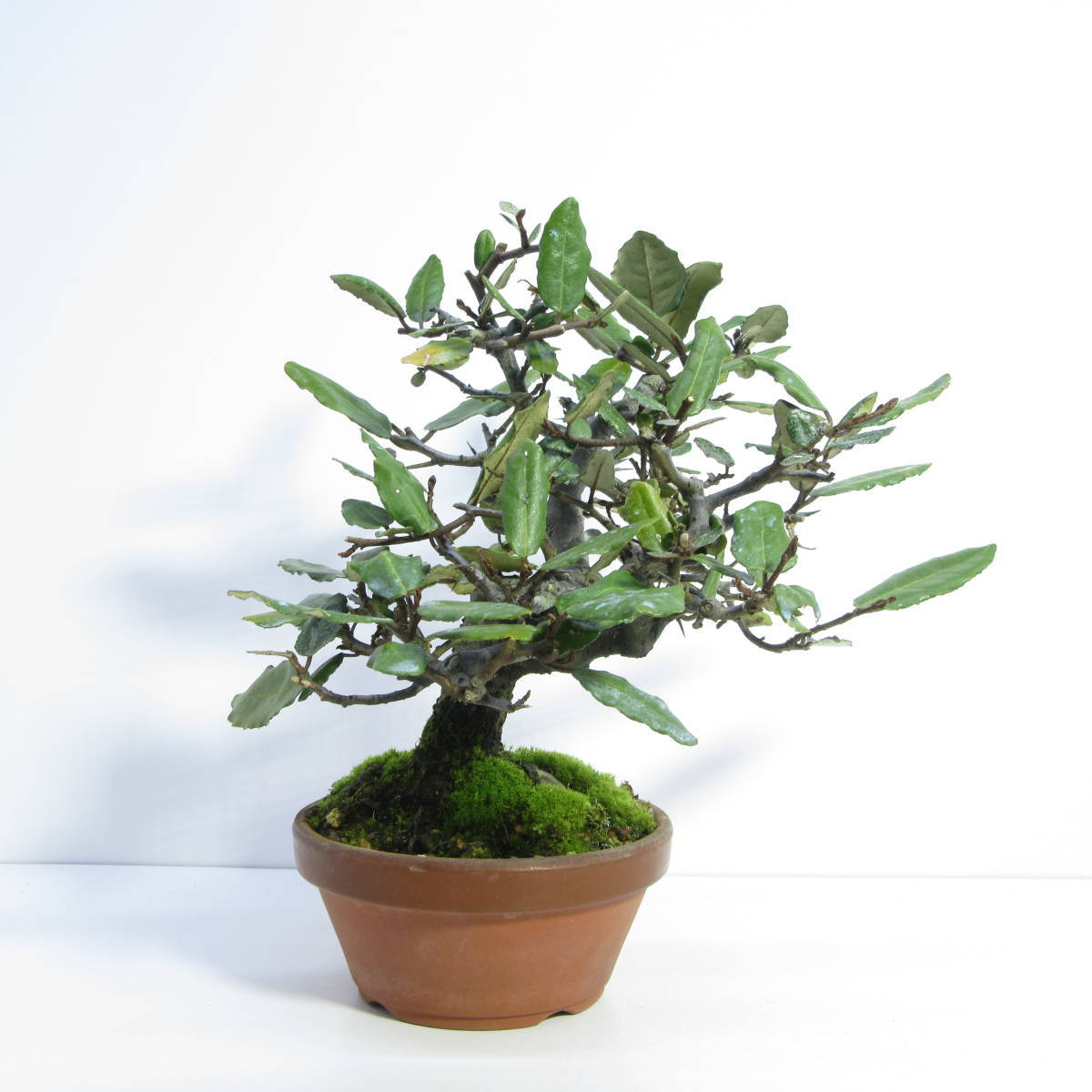雑木 盆栽 盆栽 小品盆栽 実物盆栽 厳選盆栽素材 茱萸 グミ ぐみの木 盆栽 売買されたオークション情報 Yahooの商品情報をアーカイブ公開 オークファン Aucfan Com