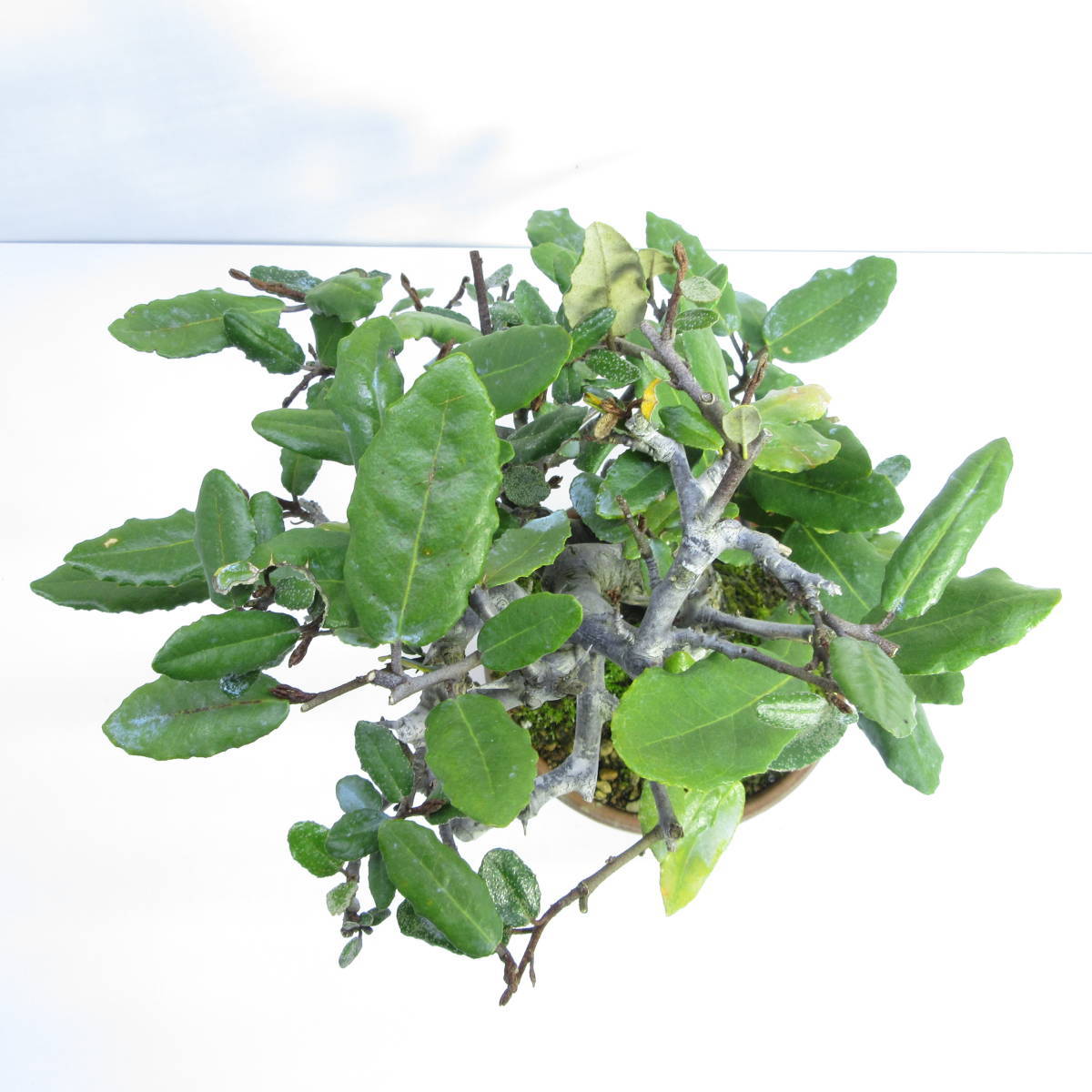 雑木 盆栽 盆栽 小品盆栽 実物盆栽 厳選盆栽素材 茱萸 グミ ぐみの木 盆栽 売買されたオークション情報 Yahooの商品情報をアーカイブ公開 オークファン Aucfan Com