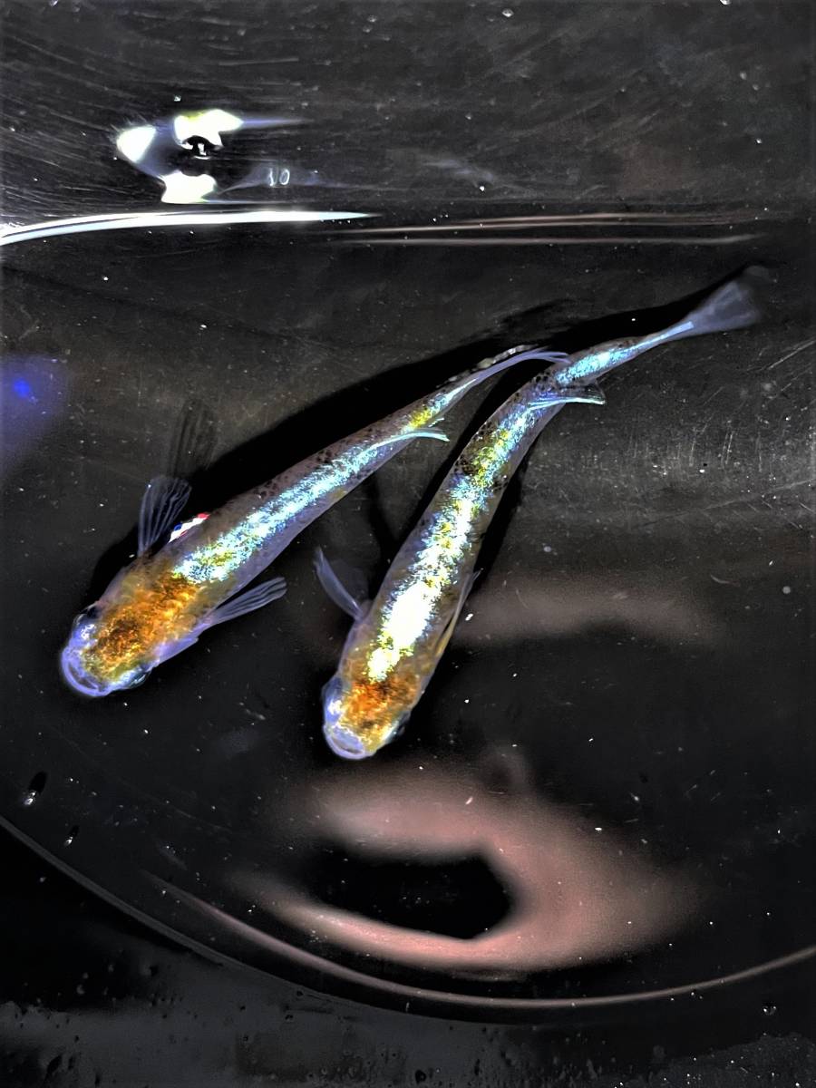ほのめだか 花魁 若魚 1cm程 の出品 15匹 A 画像1 3は親魚 めだか 売買されたオークション情報 Yahooの商品情報をアーカイブ公開 オークファン Aucfan Com