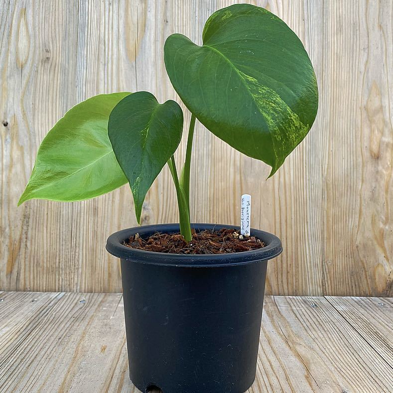 Monstera deliciosa borsigiana yellow variegata モンステラ