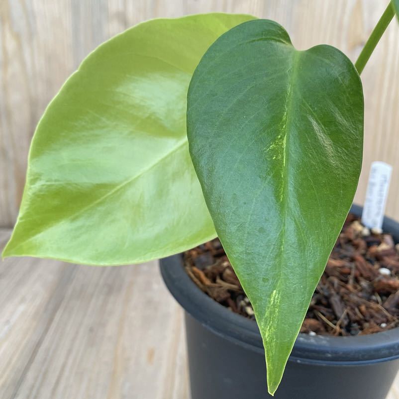 Monstera deliciosa borsigiana yellow variegata モンステラ