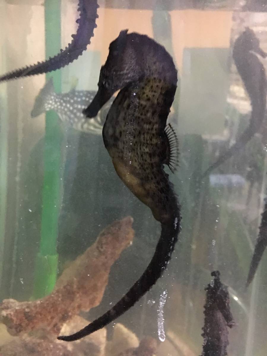 クロウミウマ1ペア 冷凍イサザアミ爆食 13 17cm タツノオトシゴ 繁殖狙いの方オススメ 海水魚 売買されたオークション情報 Yahooの商品情報をアーカイブ公開 オークファン Aucfan Com クロウミウマ1ペア 冷凍イサザアミ爆食 13 17cm タツノオトシゴ 繁殖狙いの方オススメ 海水魚 売買されたオークション情報 Yahooの商品情報をアーカイブ公開 オークファン Aucfan Com