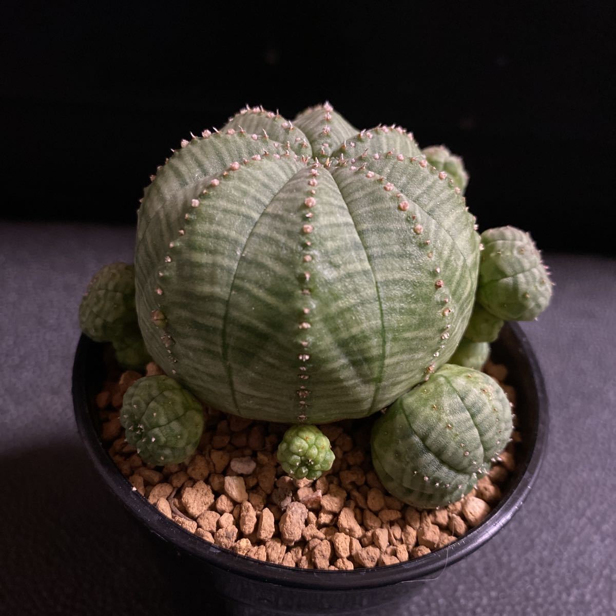 子株沢山 子吹きオベサ ユーフォルビア 多肉植物 サボテン サボテン 売買されたオークション情報 Yahooの商品情報をアーカイブ公開 オークファン Aucfan Com