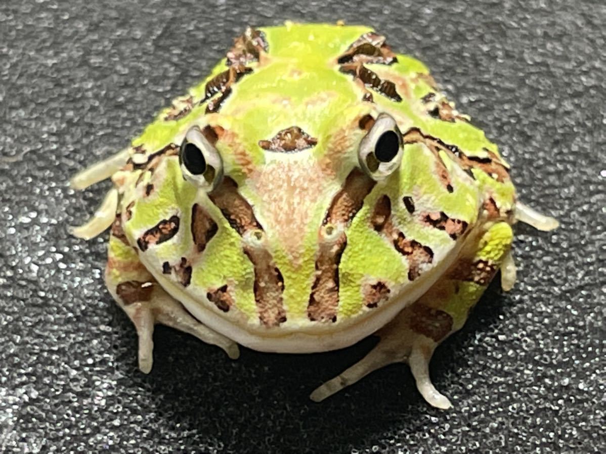 Bears Frog】アルティメットツノガエル(ブラジルツノガエル×アマゾン 