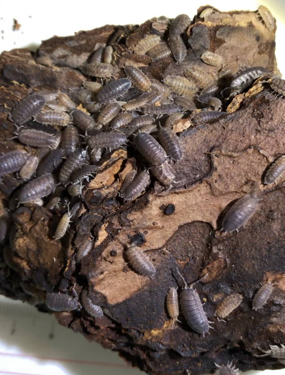 Mサイズ 5 9 ワラジムシ 100匹以上 自家繁殖 カエル トカゲ イモリの餌 両生類 爬虫類 カルシウム補給 イエコオロギ エサ 売買されたオークション情報 Yahooの商品情報をアーカイブ公開 オークファン Aucfan Com