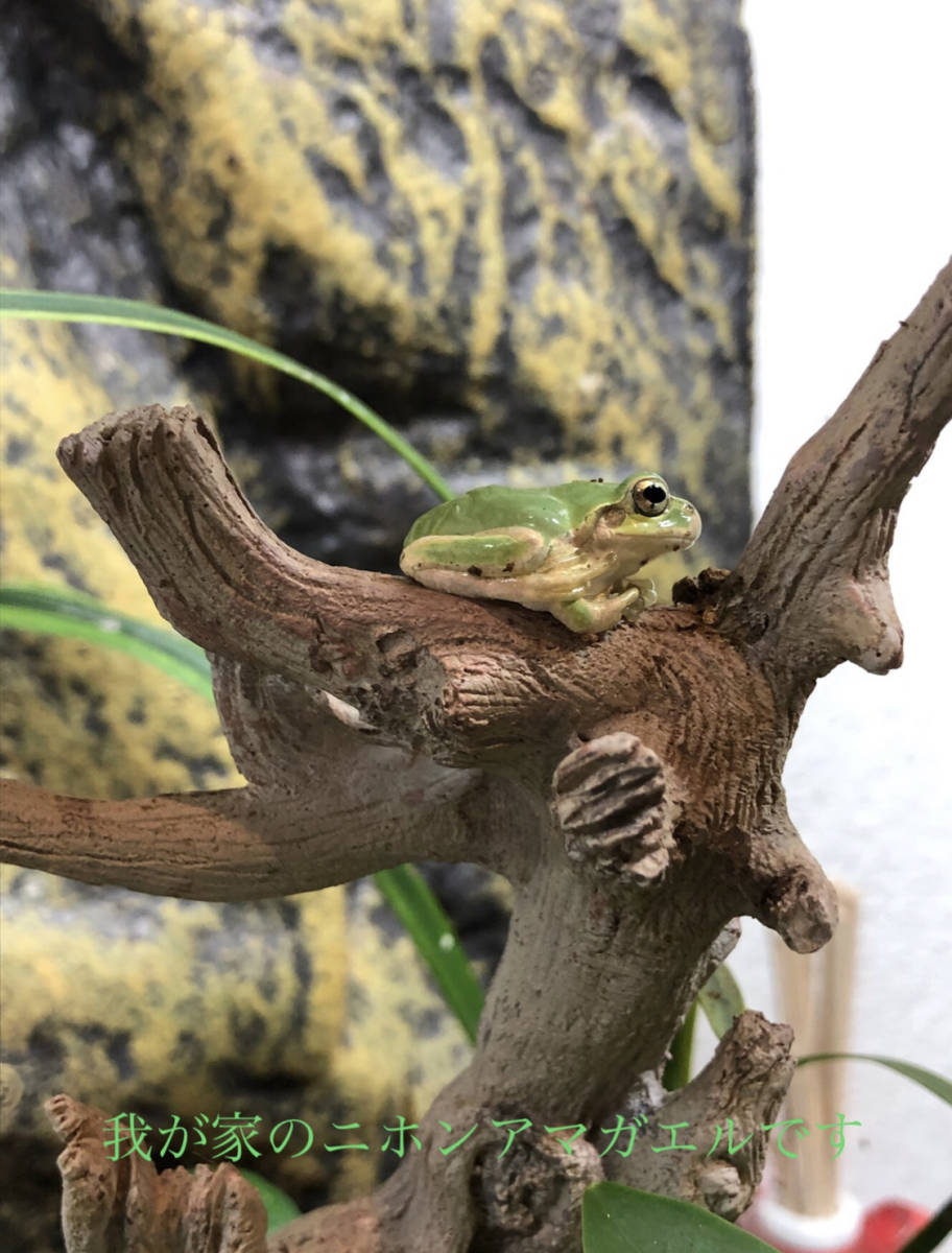 Mサイズ 5 9 ワラジムシ 100匹以上 自家繁殖 カエル トカゲ イモリの餌 両生類 爬虫類 カルシウム補給 イエコオロギ エサ 売買されたオークション情報 Yahooの商品情報をアーカイブ公開 オークファン Aucfan Com