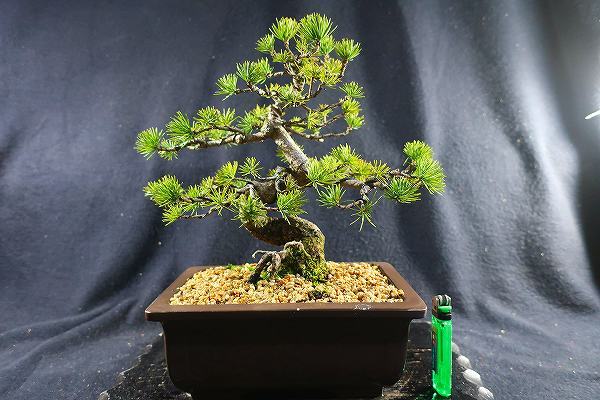 五葉松 [模様木] 貴風盆栽 造花盆栽 枝振りの良い五葉松 模様木の盆栽