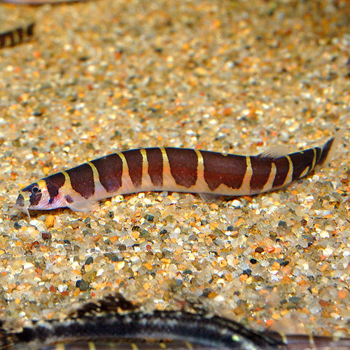 熱帯魚 クーリーローチ 10匹セット ドジョウ 淡水魚 売買されたオークション情報 Yahooの商品情報をアーカイブ公開 オークファン Aucfan Com