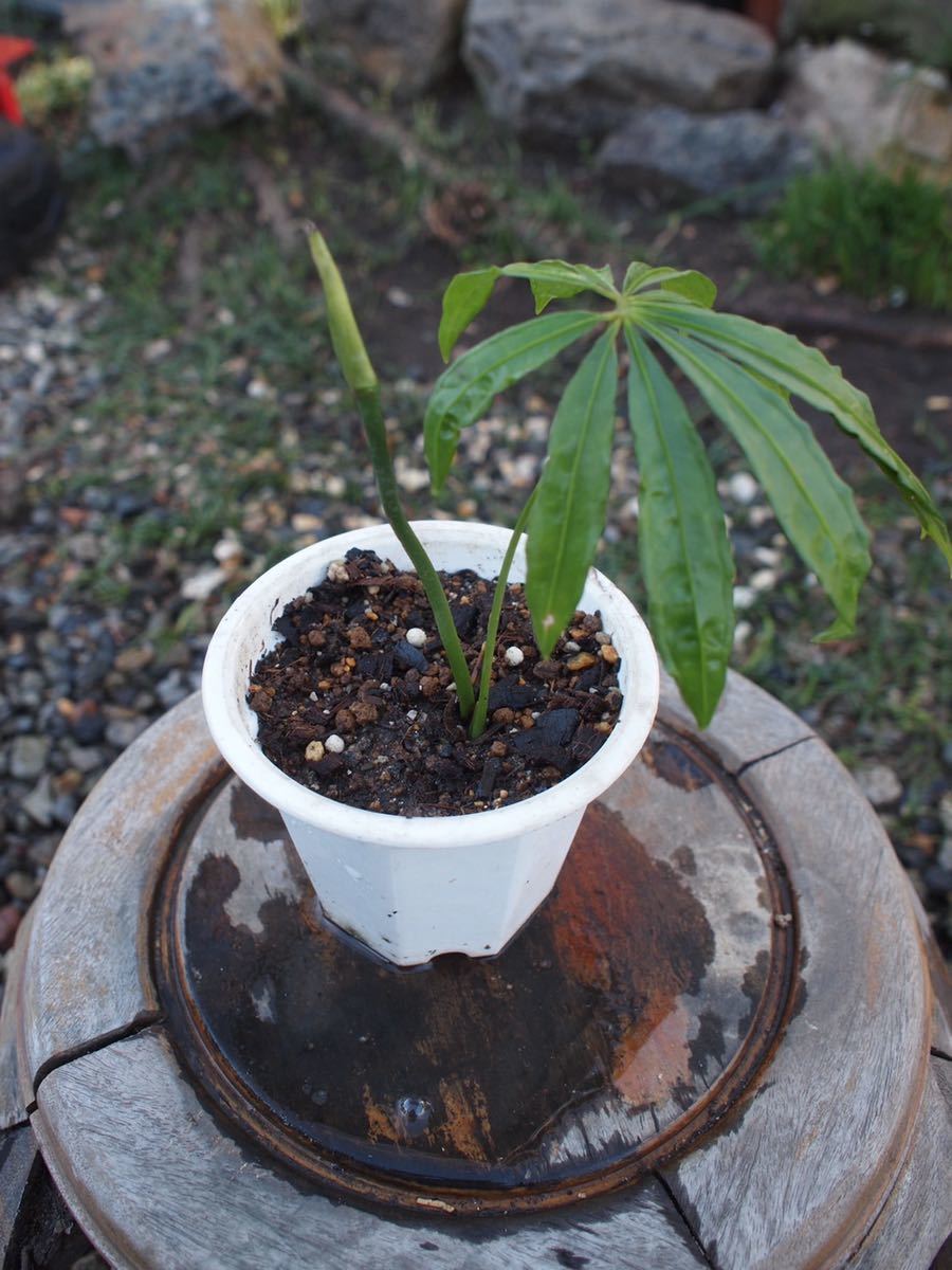アンスリウム ポリスキスツム モミジバウチワ Anthurium Polyschistum サトイモ科 インテリア 観葉植物 売買されたオークション情報 Yahooの商品情報をアーカイブ公開 オークファン Aucfan Com アンスリウム ポリスキスツム モミジバウチワ Anthurium Polyschistum サトイモ科 インテリア 観葉植物 売買されたオークション情報 Yahooの商品情報をアーカイブ公開 オークファン Aucfan Com