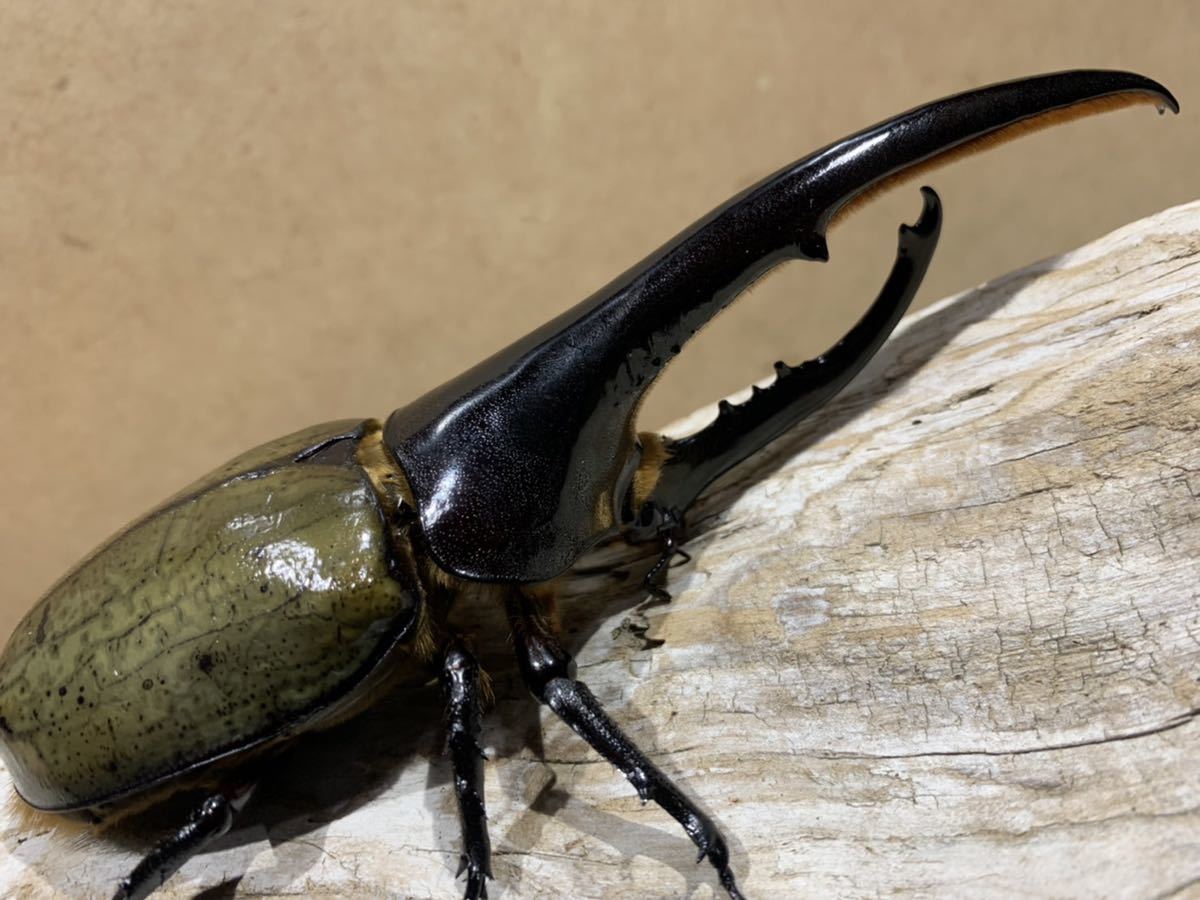 DHヘラクレス ペア ♂152.5mm♀72.7mm