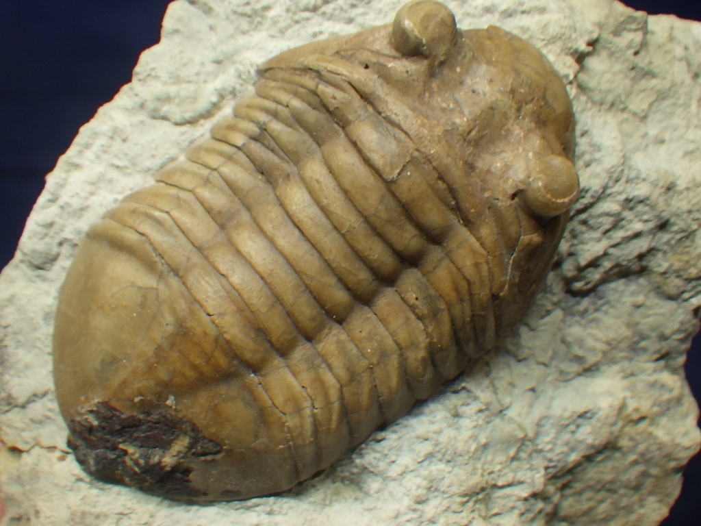 巣穴モロッコ 希少棘 Metacanthina 三葉虫化石1205 巣穴モロッコ