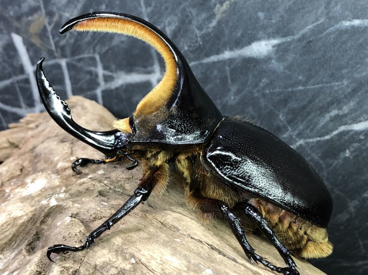 サタンオオカブト ♂ 96.1mm 単品
