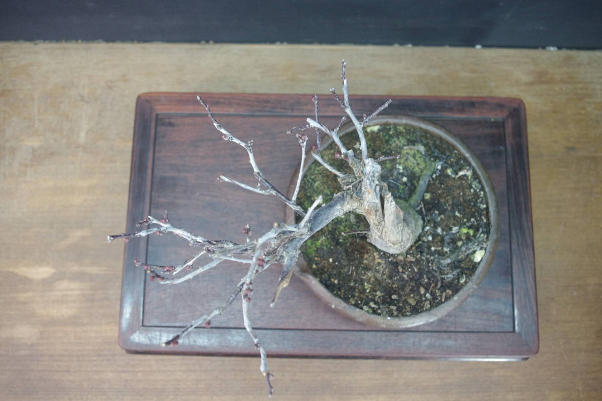 ☆盆栽日和 盆栽日和☆ 【盆栽】 緋梅・ヒバイ・花芽多数 樹高 25 