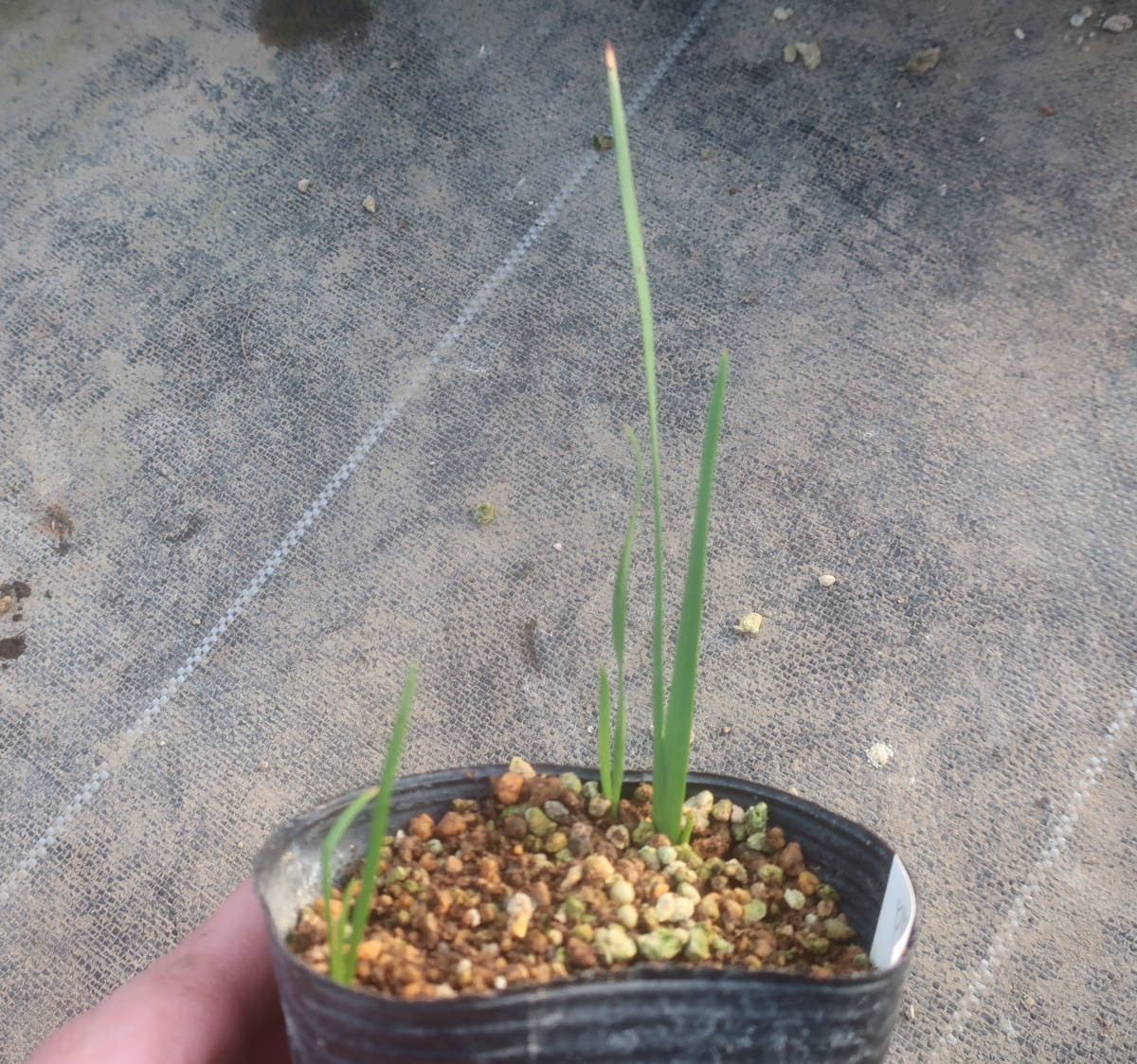 ウィンターグラジオラス スキゾスティリス 薄桃 ピンクプリンセス 切り花 宿根 耐寒 草花 地植え グラジオラス ウインターグラジオラス その他 売買されたオークション情報 Yahooの商品情報をアーカイブ公開 オークファン Aucfan Com