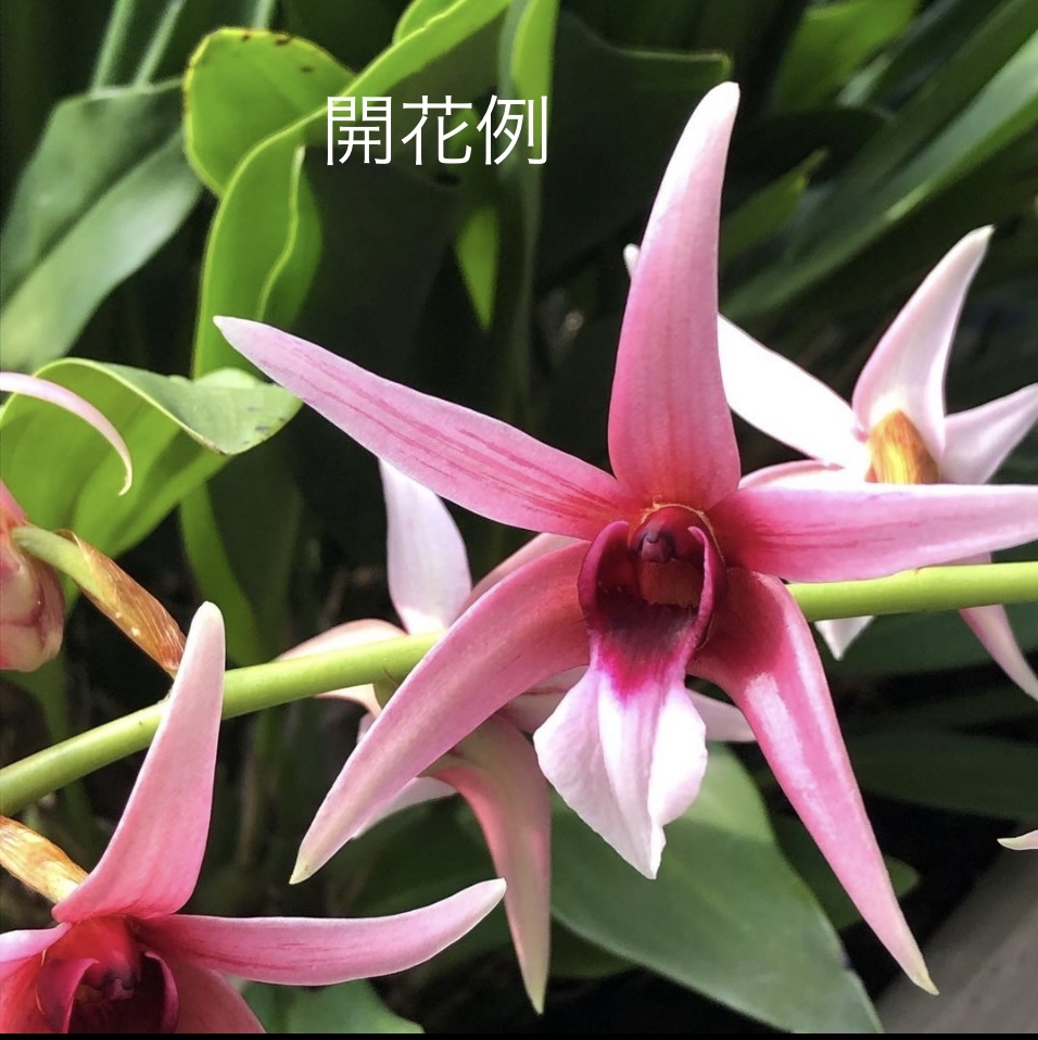 とみまつ】富貴蘭 「金牡丹x黒牡丹」！ 【公式通販】