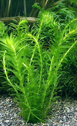 水草 アナカリス オオカナダモ 15cm１本 無農薬 エビok ミナミヌマエビが元気に泳い いる水槽 栽培しているもの 水草 売買されたオークション情報 Yahooの商品情報をアーカイブ公開 オークファン Aucfan Com