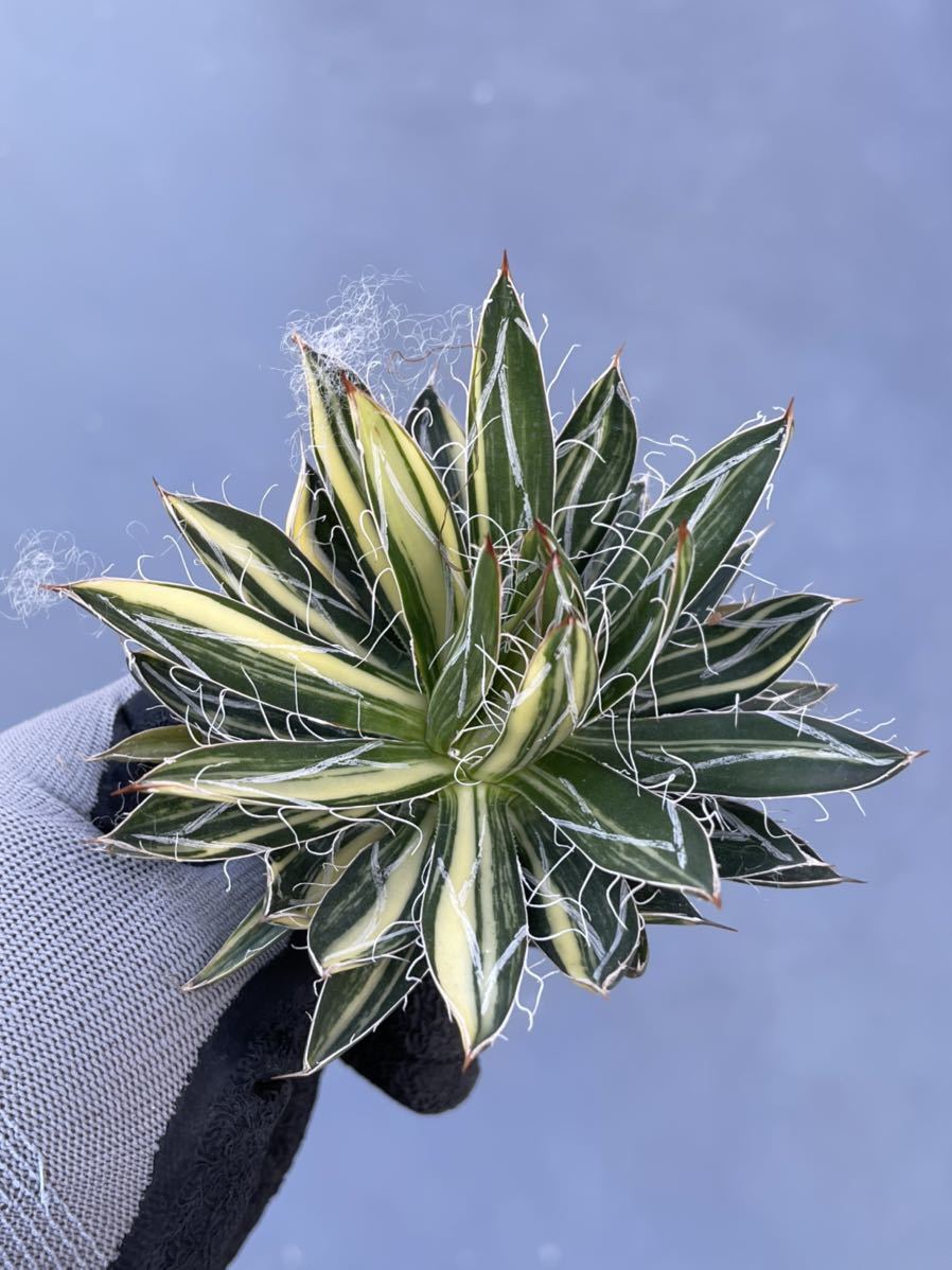 多肉植物アガベ 王妃乱れ雪縞斑(アガベ)｜売買されたオークション情報
