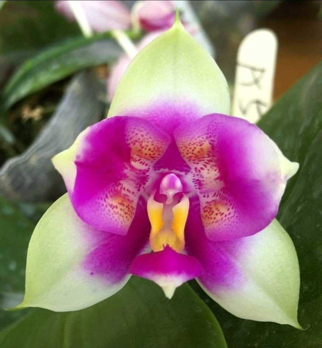 超希少 台湾蘭協会銀メダル 受賞花 変異 原種 ☆台湾直輸入洋蘭 胡蝶蘭