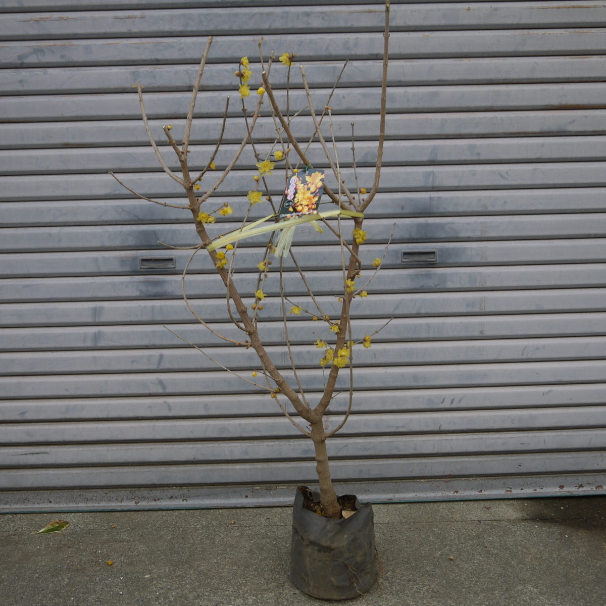 ロウバイ 福寿 蝋梅 老梅 ローバイ 落葉低木 芳香 甘い香り 花付き 115cm 植木 庭木 売買されたオークション情報 Yahooの商品情報をアーカイブ公開 オークファン Aucfan Com