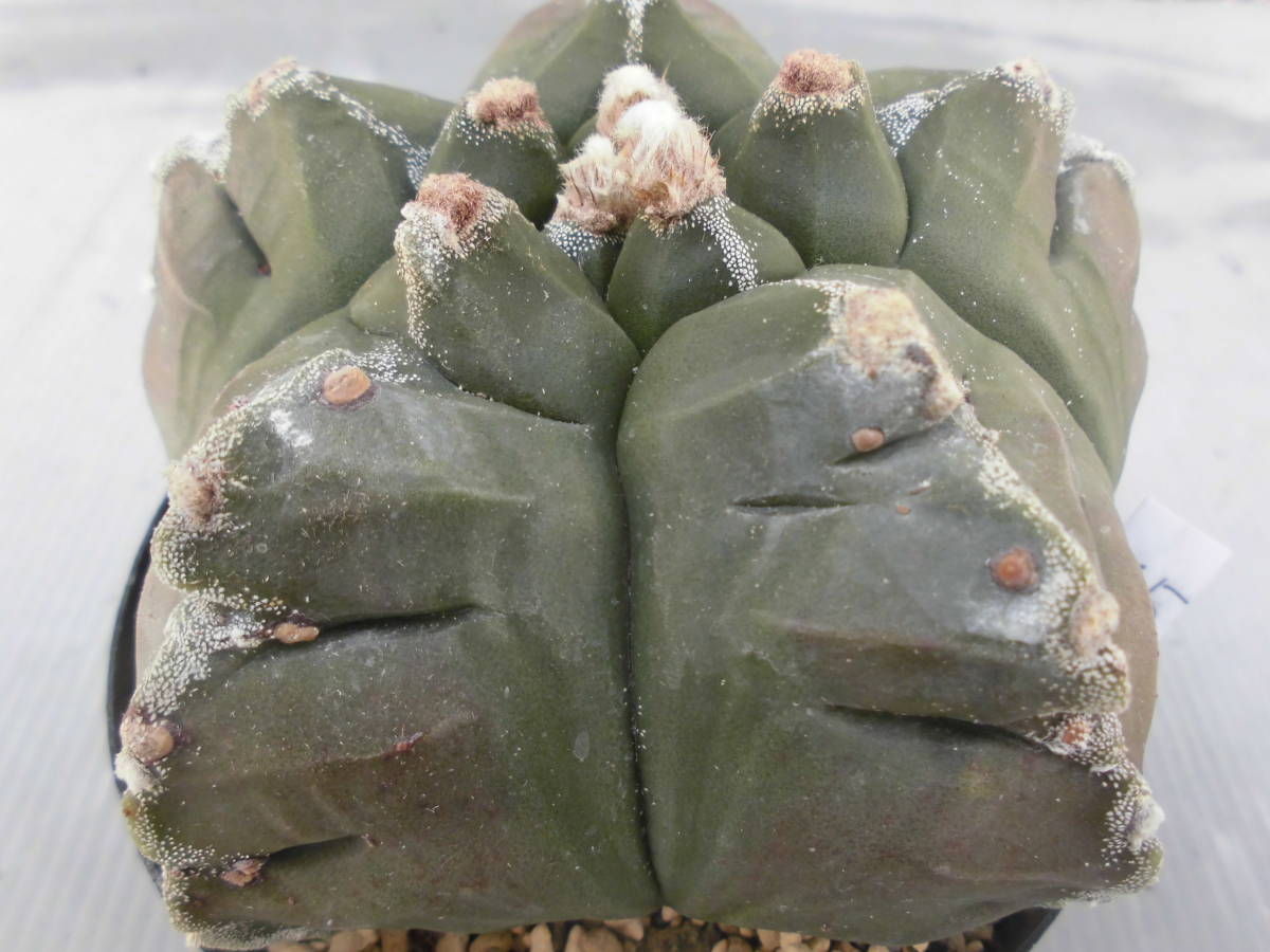 サボテン☆65：亀甲ランポー Astrophytum アストロフィツム | サボテン