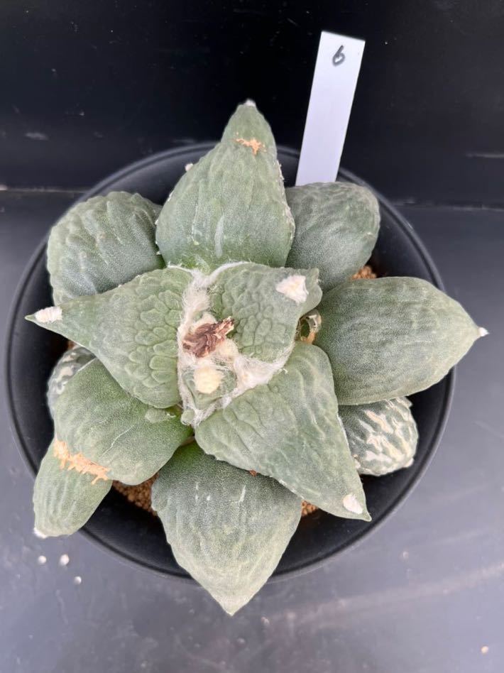 サボテン　アオリカルプス　花牡丹　接ぎ降ろし自根 サボテン 牡丹 花牡丹 青磁牡丹 丸疣 (接ぎおろし・自根・抜き苗発送