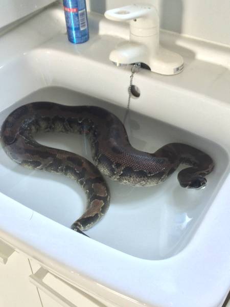 スマトラブラッドパイソン【フルブラック】