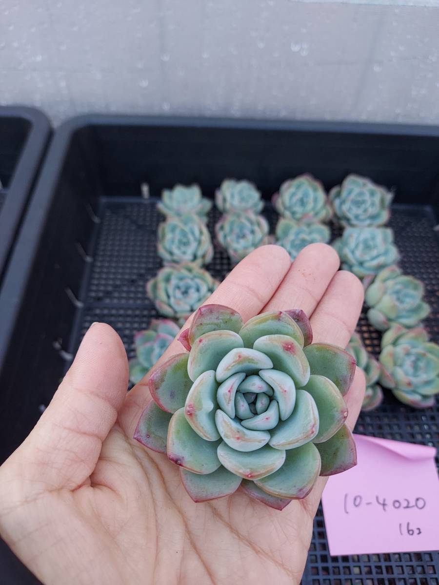 多肉植物 韓国 エケベリア 10-4020アマビレ16個 エケベリア アマビレ