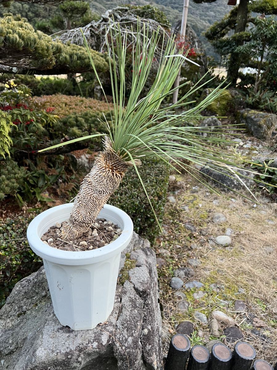 ユッカ リネアリフォリア レア Yucca 発根 地植え 新葉 ユッカ・リネ 