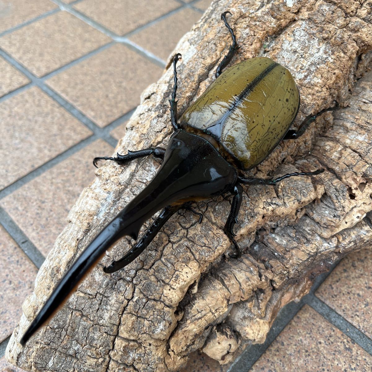 D.Hヘラクレス ♂156mm ヘラクレスオオカブト 虫類 DHヘラクレス