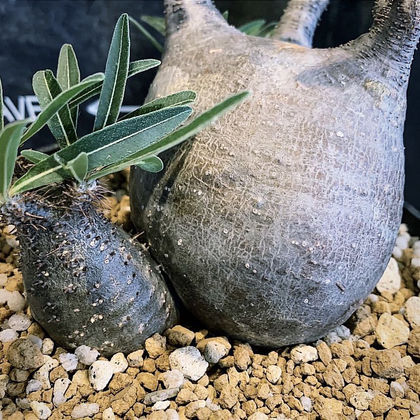 グラキリス 3頭 多頭 3つ子 発根確認済 コーデックス 塊根植物 検  