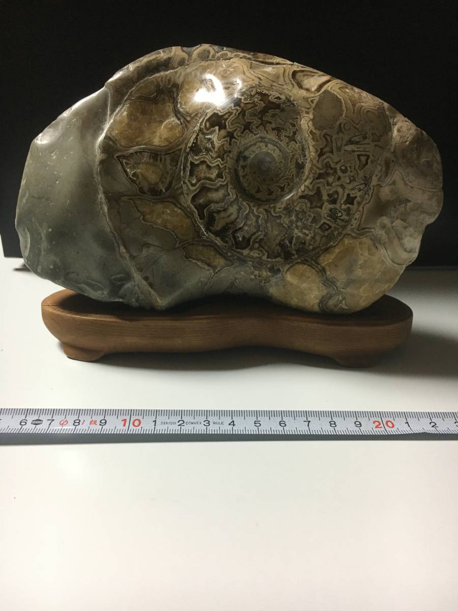 Yahoo!オークション - 北海道 : 北海道＠アンモナイト日記 公式通販