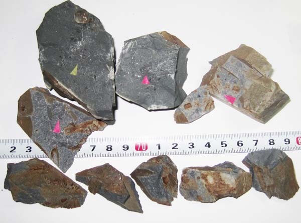 北海道の化石メタプラセンチセラス | YMS STONE メタプラセンチセラス