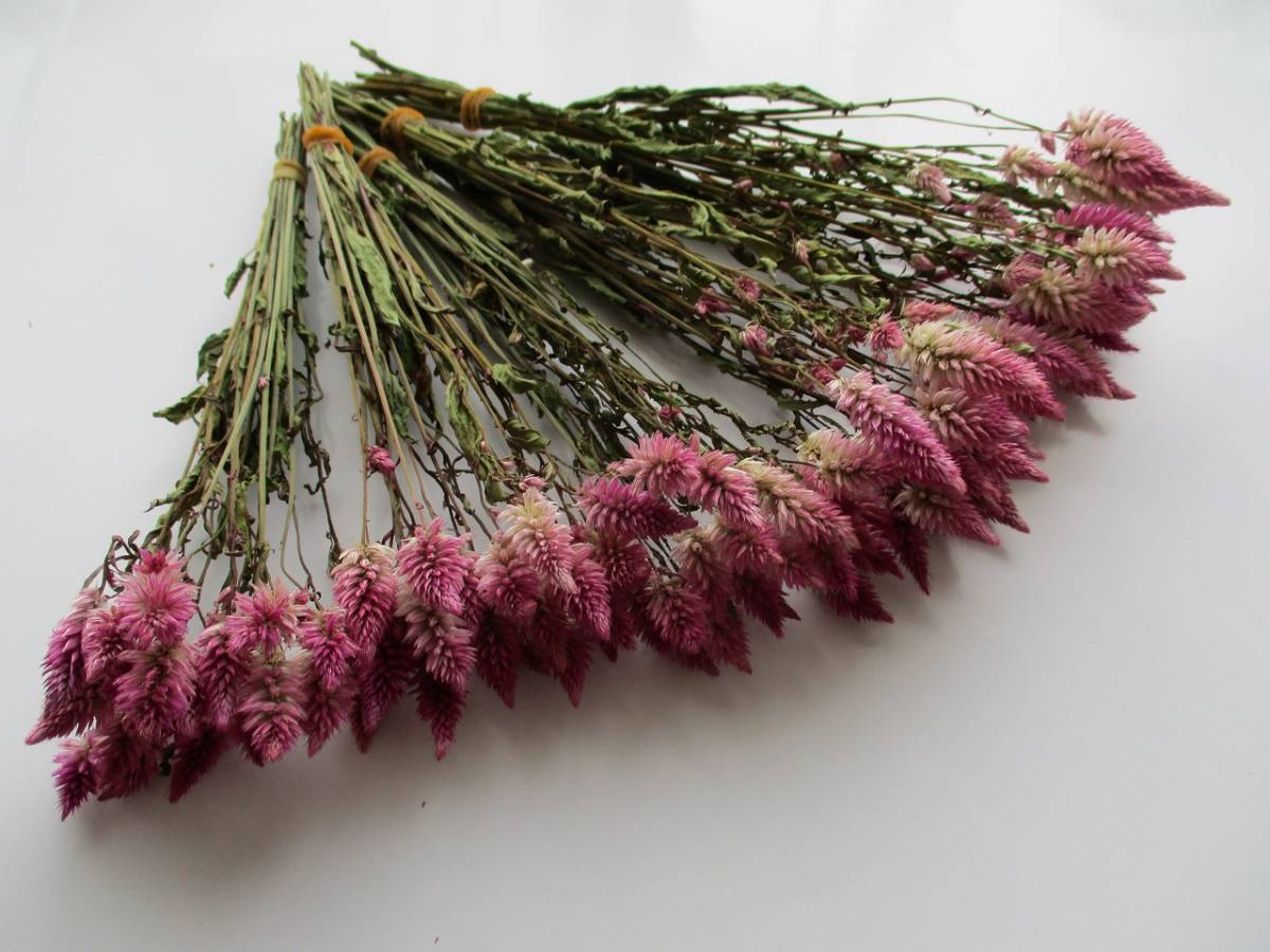 ドライフラワー ケイトウ セロシア 100本 スワッグ リースなどの花材に 106 一般 売買されたオークション情報 Yahooの商品情報をアーカイブ公開 オークファン Aucfan Com