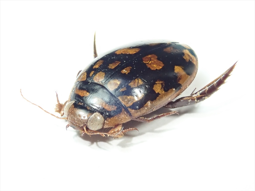 Vl** メキシコ産 ミズタマゲンゴロウ ♂13.5mm(虫類)｜売買された