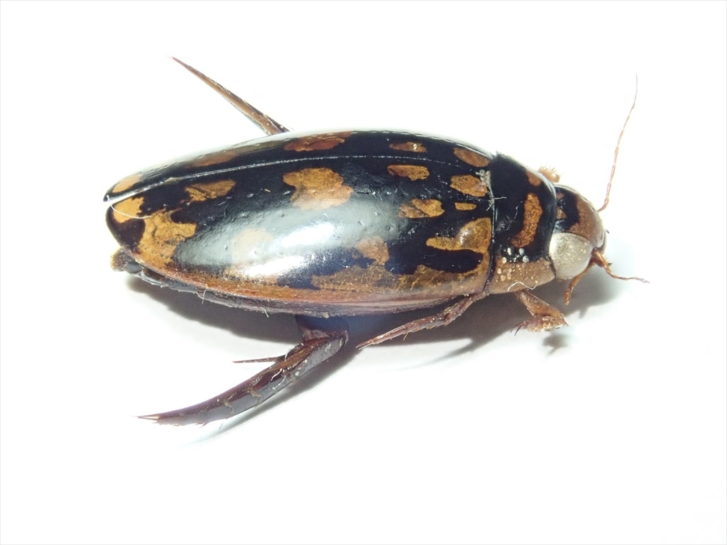 Vl** メキシコ産 ミズタマゲンゴロウ ♂13.5mm(虫類)｜売買された