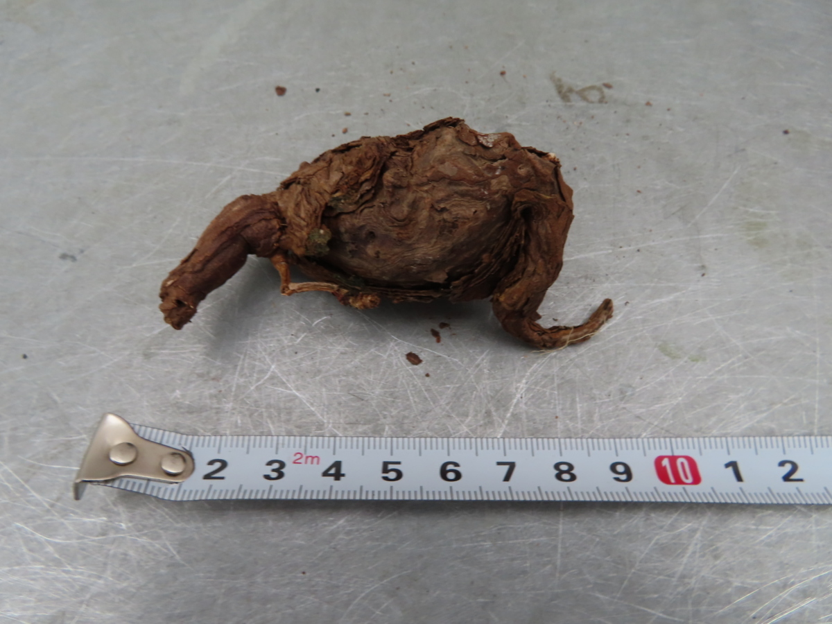 赤字超特価，安い オ0048 現地 ペラルゴニウム トリステ小 抜き苗 塊根植物 実店舗販売 2/1開始 FLOVERS岡崎店 OPENセール(その他)｜売買されたオークション情報、yahooの商品情報をアーカイブ公開 - オークファン その他