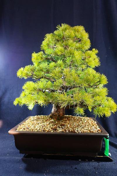 盆栽＜中品盆栽、赤石五葉松、模様木、樹高47cm＞棚出し 【公式通販】
