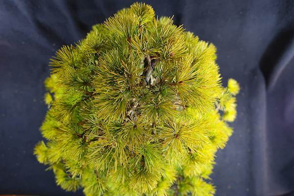 盆栽＜中品盆栽、赤石五葉松、模様木、樹高47cm＞棚出し 【公式通販】