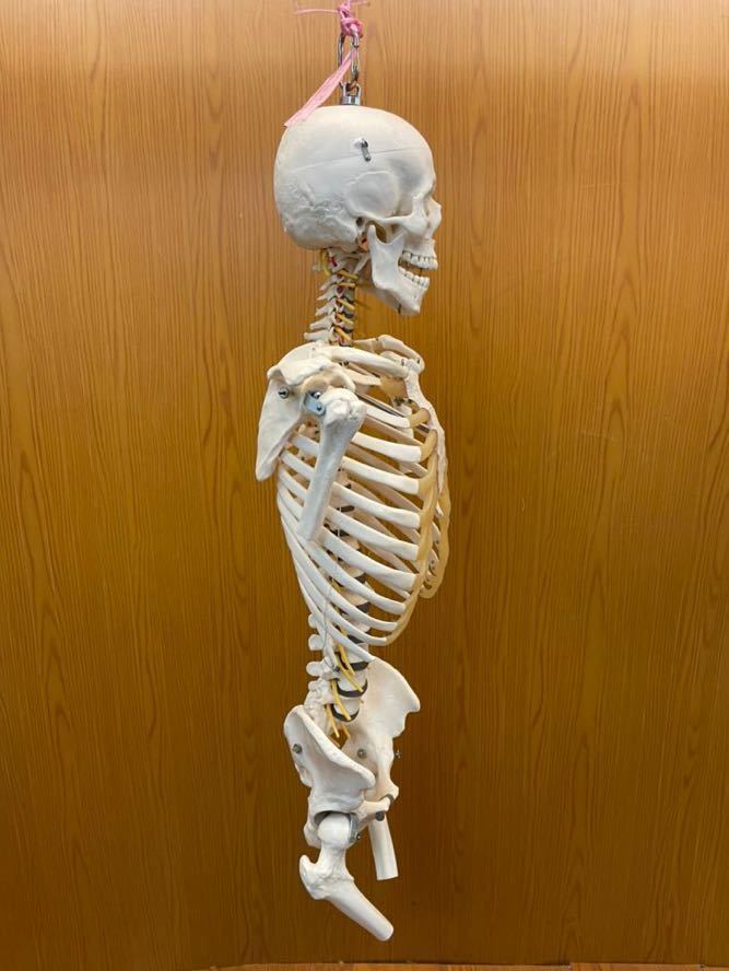 ソムソ頸椎模型 後頭骨〜尾骨 somso 人体模型 オステオパシー カイロ  