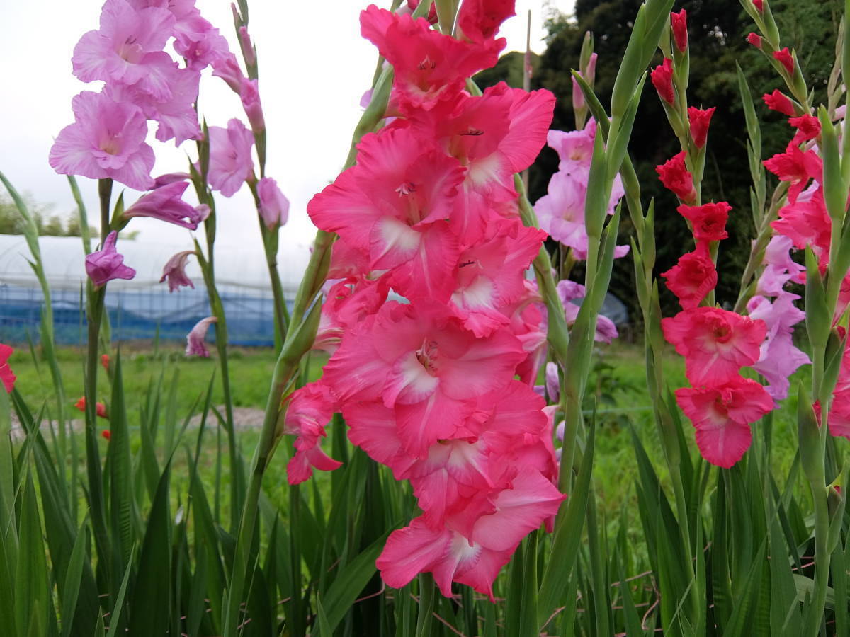 ピンクグラジオラス 開花球 ３００グラム 球根 売買されたオークション情報 Yahooの商品情報をアーカイブ公開 オークファン Aucfan Com