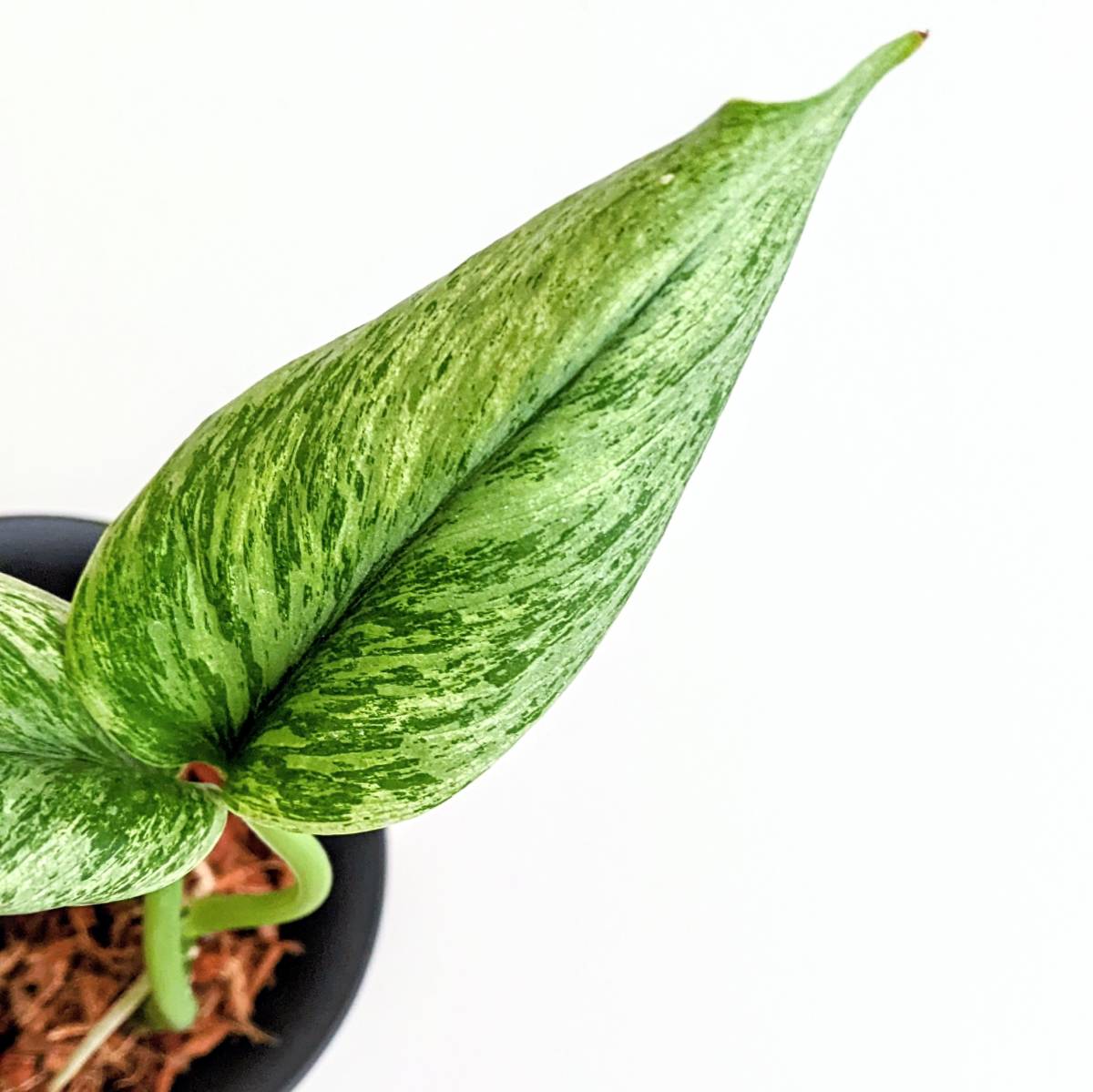 スキンダプサス ミント 斑入り ※ Scindapsus Mint Variegated ※希少