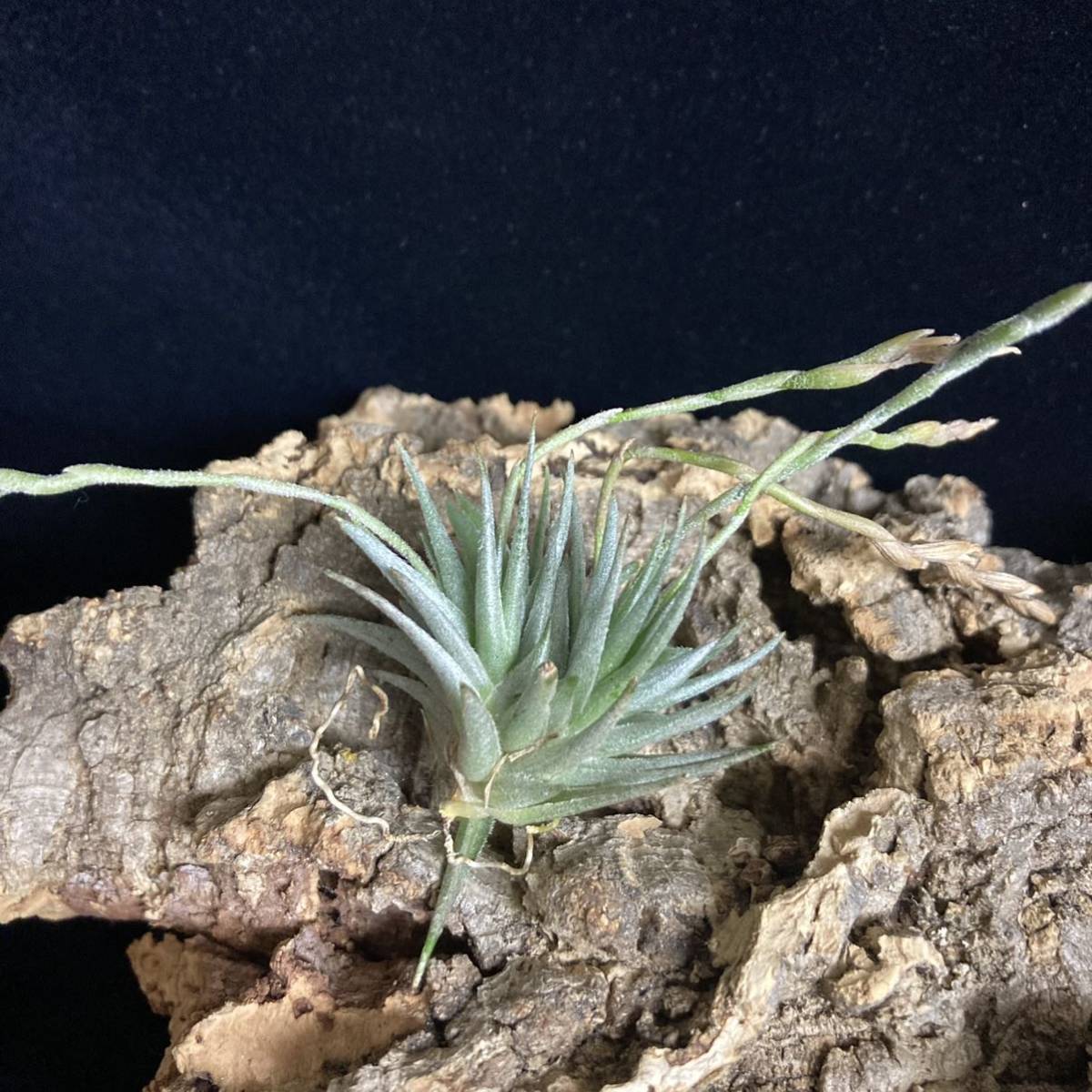 Tillandsia loliacea 'Compact Good Clone' (アナナス)｜売買された
