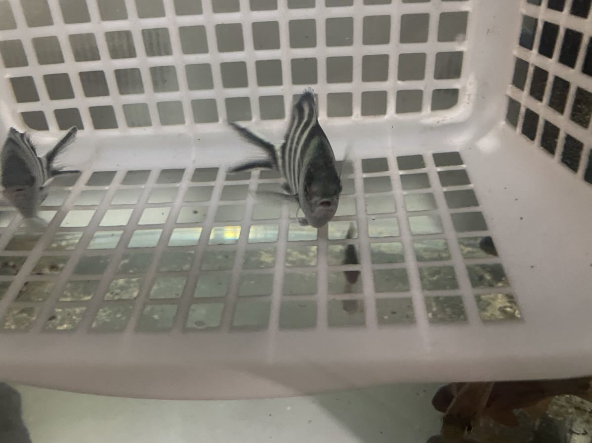 沖縄産 ロクセンスズメダイ 性別不明 2匹 Wild品 海水魚 熱帯魚 3 6 海水魚 売買されたオークション情報 Yahooの商品情報をアーカイブ公開 オークファン Aucfan Com