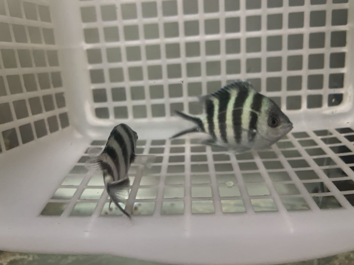 沖縄産 ロクセンスズメダイ 性別不明 2匹 Wild品 海水魚 熱帯魚 3 6 海水魚 売買されたオークション情報 Yahooの商品情報をアーカイブ公開 オークファン Aucfan Com