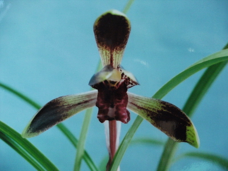 日本春蘭 赤黒緑弁紅赤ベタ舌美麗花 花容良好 国 華 上木株 ７本立 最長葉 ２４ 寒蘭 東洋蘭 雪割草 野生蘭 ラン 売買されたオークション情報 Yahooの商品情報をアーカイブ公開 オークファン Aucfan Com