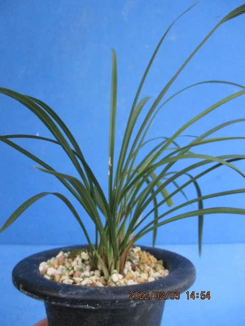 日本春蘭 赤黒緑弁紅赤ベタ舌美麗花 花容良好 国 華 上木株 ７本立 最長葉 ２４ 寒蘭 東洋蘭 雪割草 野生蘭 ラン 売買されたオークション情報 Yahooの商品情報をアーカイブ公開 オークファン Aucfan Com