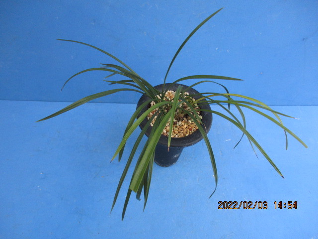 日本春蘭 赤黒緑弁紅赤ベタ舌美麗花 花容良好 国 華 上木株 ７本立 最長葉 ２４ 寒蘭 東洋蘭 雪割草 野生蘭 ラン 売買されたオークション情報 Yahooの商品情報をアーカイブ公開 オークファン Aucfan Com