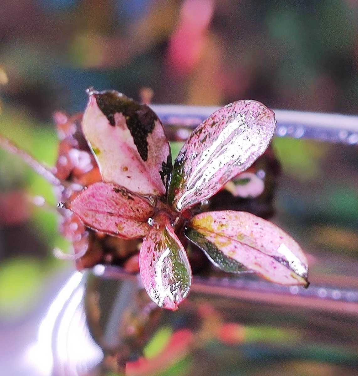 【豊富な，新品】 bucephalandra sp. pink variegata 完全水中葉 子株有り(水草)｜売買されたオークション情報、yahooの商品情報をアーカイブ公開 - オークファン その他